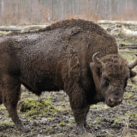 bison 2